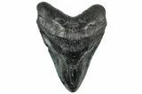 Fossil Megalodon Tooth - Beast From South Carolina #325250-1